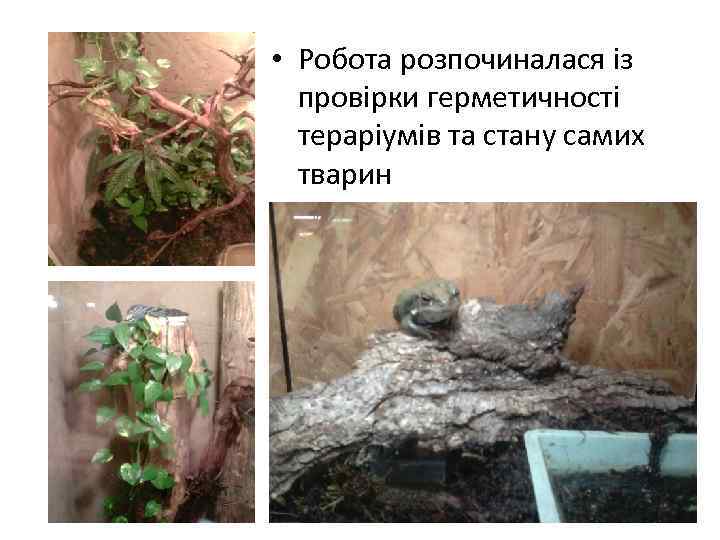  • Робота розпочиналася із провірки герметичності тераріумів та стану самих тварин 