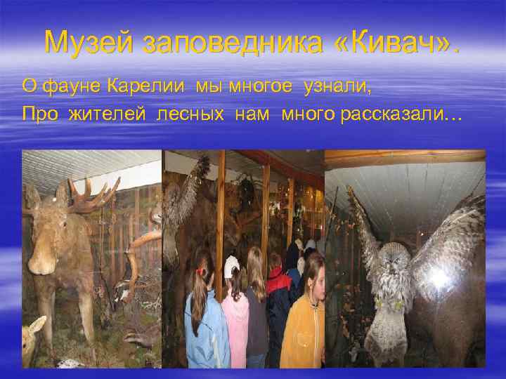 Музей заповедника «Кивач» . О фауне Карелии мы многое узнали, Про жителей лесных нам