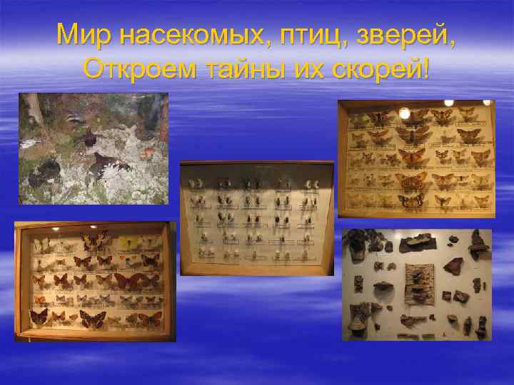 Мир насекомых, птиц, зверей, Откроем тайны их скорей! 