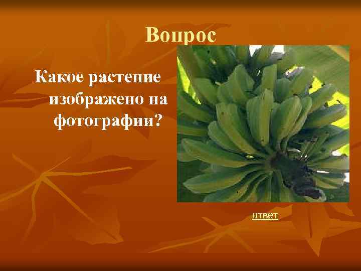 Вопрос Какое растение изображено на фотографии? ответ 