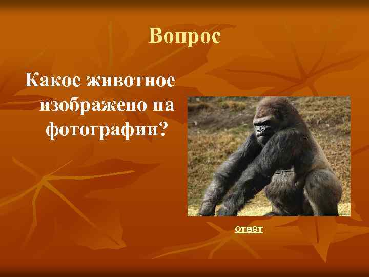 Вопрос Какое животное изображено на фотографии? ответ 