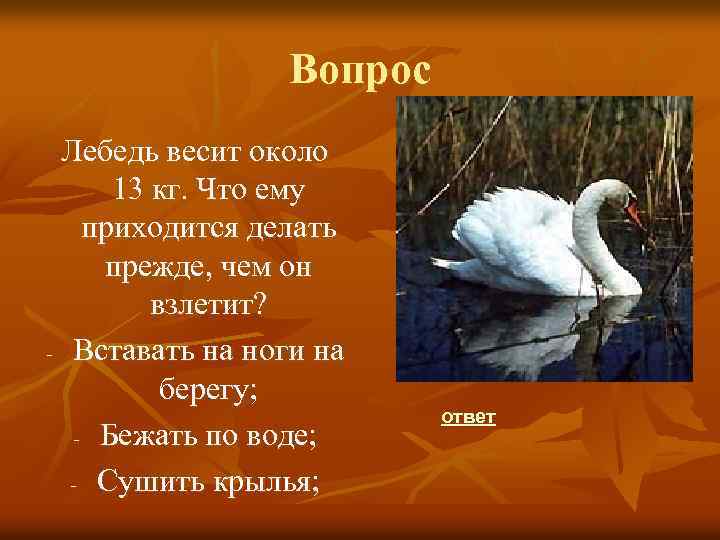 Вопрос Лебедь весит около 13 кг. Что ему приходится делать прежде, чем он взлетит?