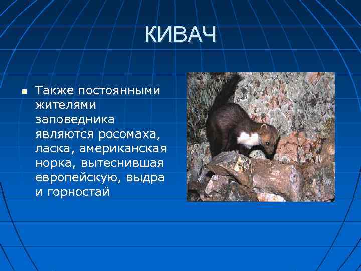 КИВАЧ Также постоянными жителями заповедника являются росомаха, ласка, американская норка, вытеснившая европейскую, выдра и