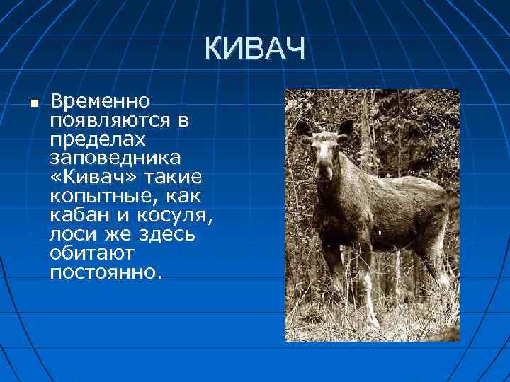 КИВАЧ Временно появляются в пределах заповедника «Кивач» такие копытные, как кабан и косуля, лоси