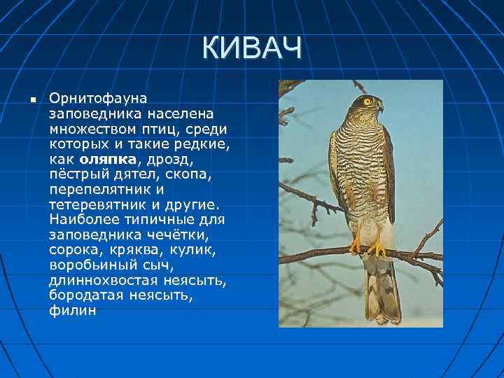 КИВАЧ Орнитофауна заповедника населена множеством птиц, среди которых и такие редкие, как оляпка, дрозд,