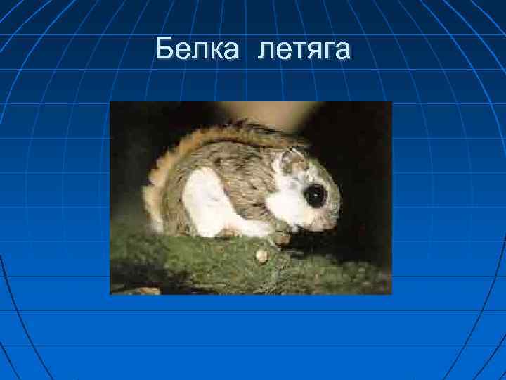 Белка летяга 