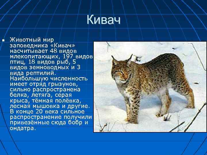 Кивач Животный мир заповедника «Кивач» насчитывает 48 видов млекопитающих, 197 видов птиц, 18 видов