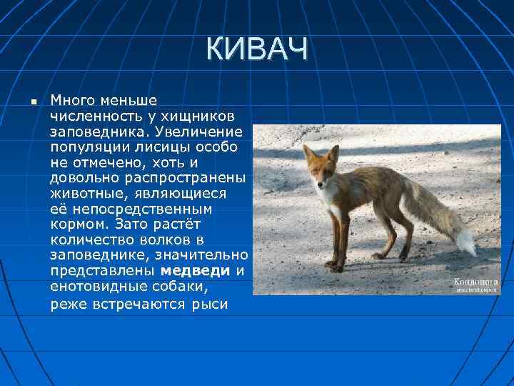 КИВАЧ Много меньше численность у хищников заповедника. Увеличение популяции лисицы особо не отмечено, хоть