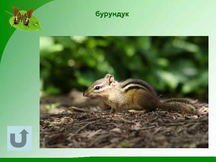 бурундук 