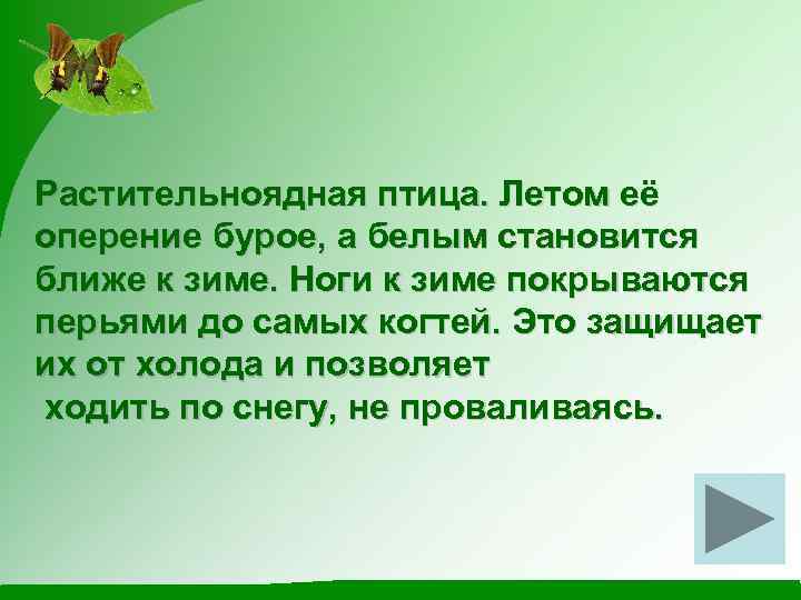 Растительноядная птица. Летом её оперение бурое, а белым становится ближе к зиме. Ноги к