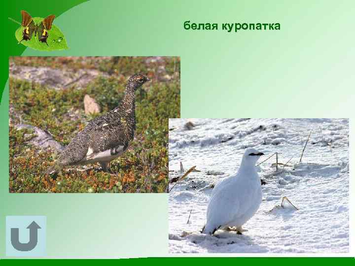 белая куропатка 