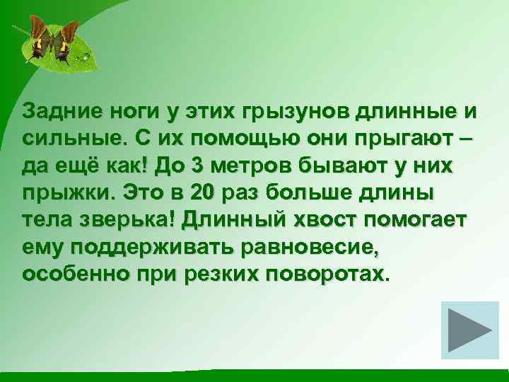 Задние ноги у этих грызунов длинные и сильные. С их помощью они прыгают –