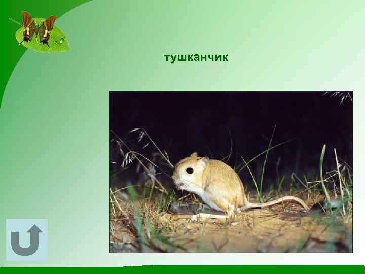 тушканчик 