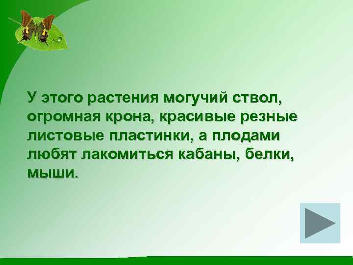 У этого растения могучий ствол, огромная крона, красивые резные листовые пластинки, а плодами любят
