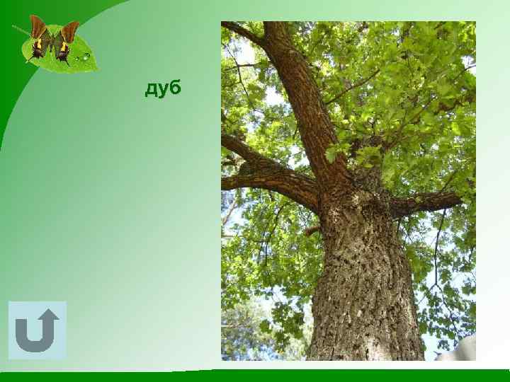 дуб 