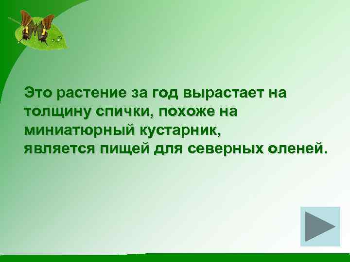 Это растение за год вырастает на толщину спички, похоже на миниатюрный кустарник, является пищей