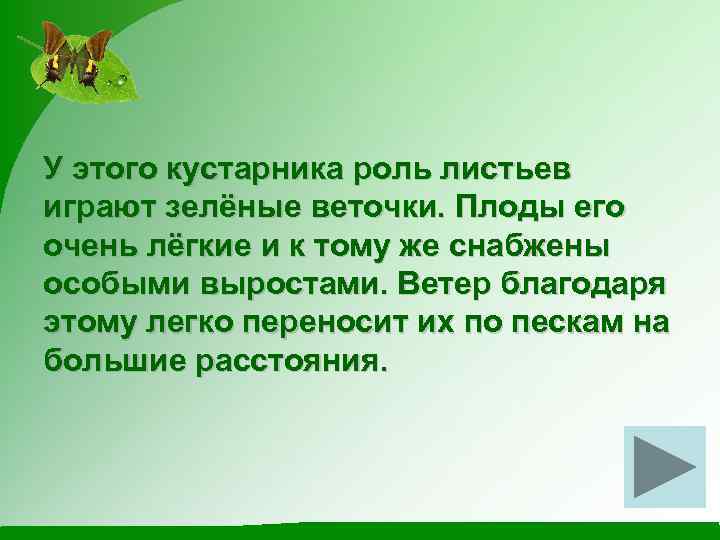 У этого кустарника роль листьев играют зелёные веточки. Плоды его очень лёгкие и к