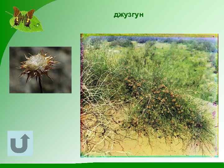 джузгун 