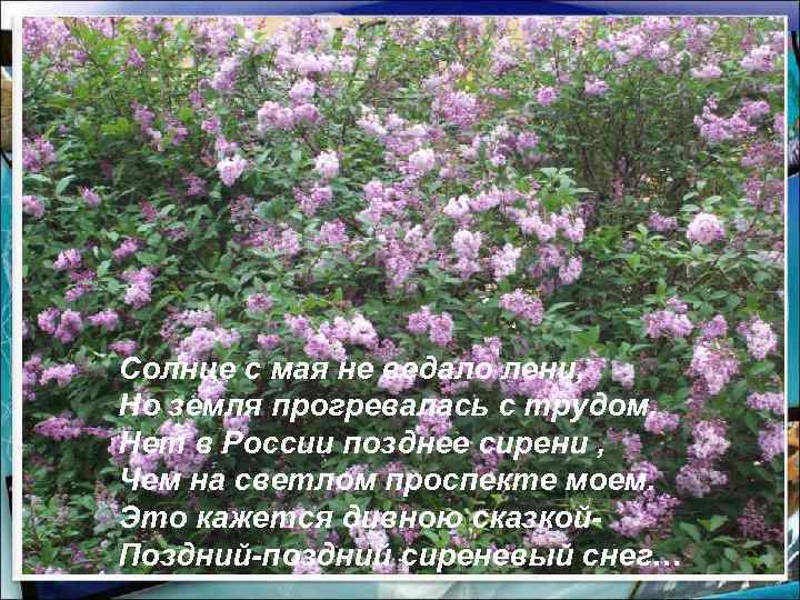Солнце с мая не ведало лени, Но земля прогревалась с трудом. Нет в России