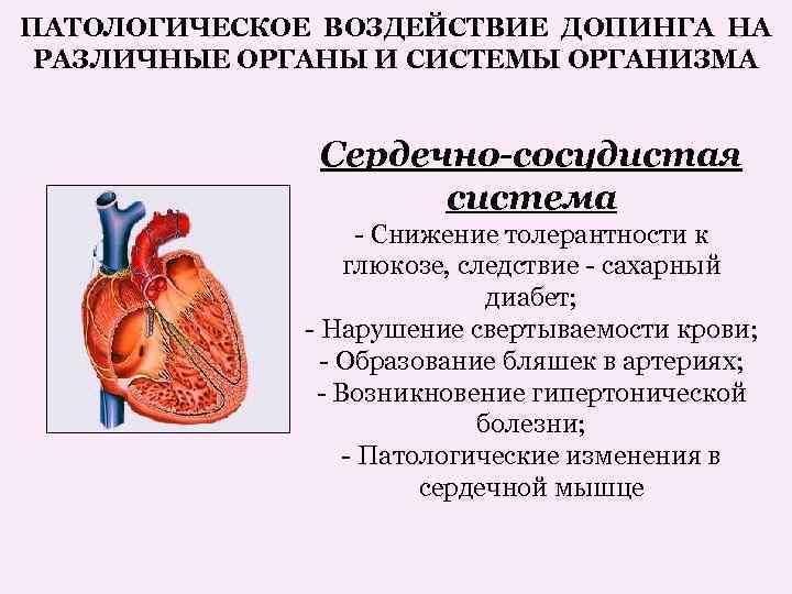 ПАТОЛОГИЧЕСКОЕ ВОЗДЕЙСТВИЕ ДОПИНГА НА РАЗЛИЧНЫЕ ОРГАНЫ И СИСТЕМЫ ОРГАНИЗМА Сердечно-сосудистая система - Снижение толерантности