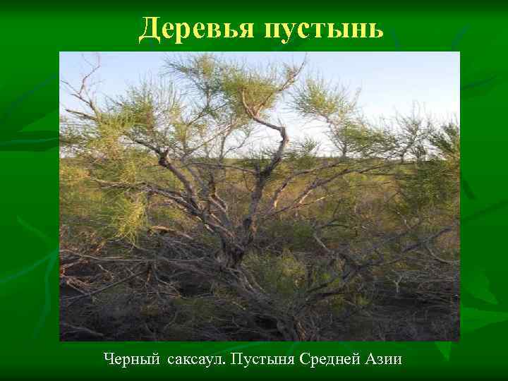 Деревья пустынь Черный саксаул. Пустыня Средней Азии 