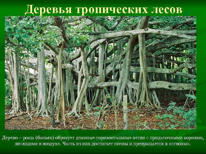 Деревья тропических лесов Дерево – роща (баньян) образует длинные горизонтальные ветви с придаточными корнями,