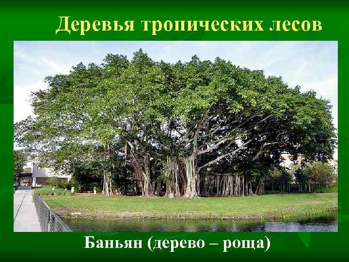 Деревья тропических лесов Баньян (дерево – роща) 