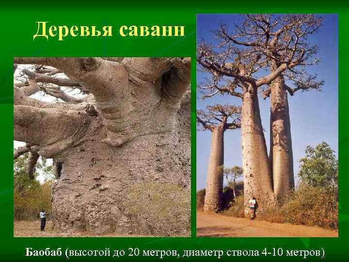 Деревья саванн Баобаб (высотой до 20 метров, диаметр ствола 4 -10 метров) 