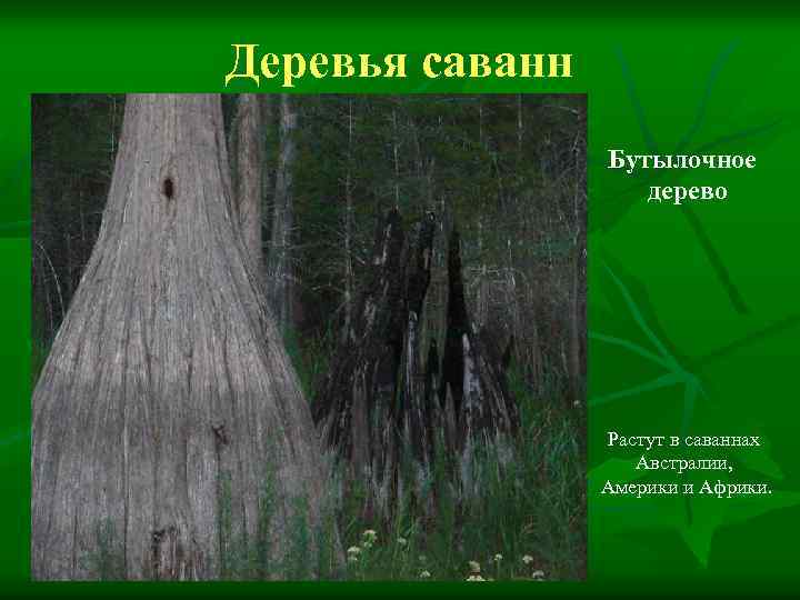 Деревья саванн Бутылочное дерево Растут в саваннах Австралии, Америки и Африки. 