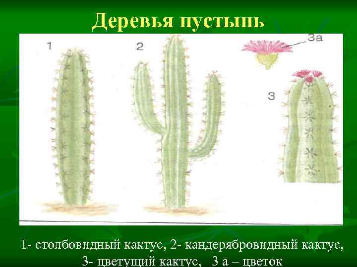 Деревья пустынь 1 - столбовидный кактус, 2 - кандерябровидный кактус, 3 - цветущий кактус,