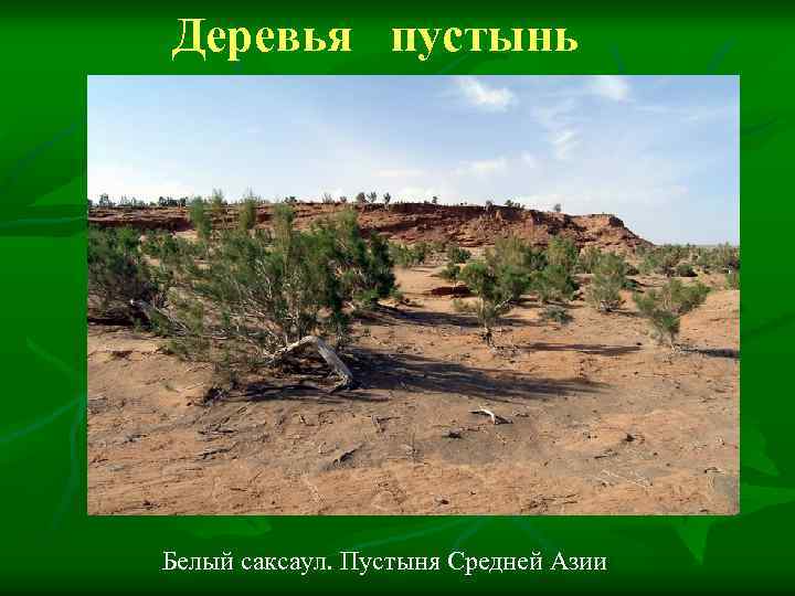 Деревья пустынь Белый саксаул. Пустыня Средней Азии 