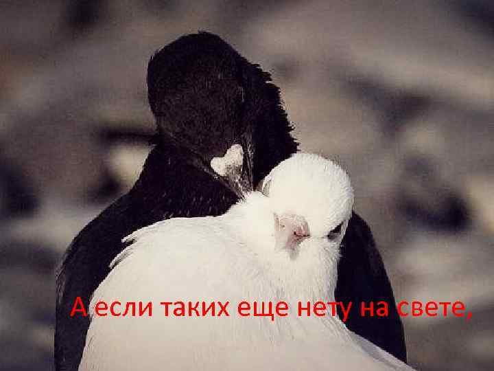 А если таких еще нету на свете, 