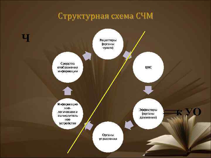 Структурная схема СЧМ Ч Рецепторы (органы чувств) Средства отображения информации ЦНС Информацио ннологическое и