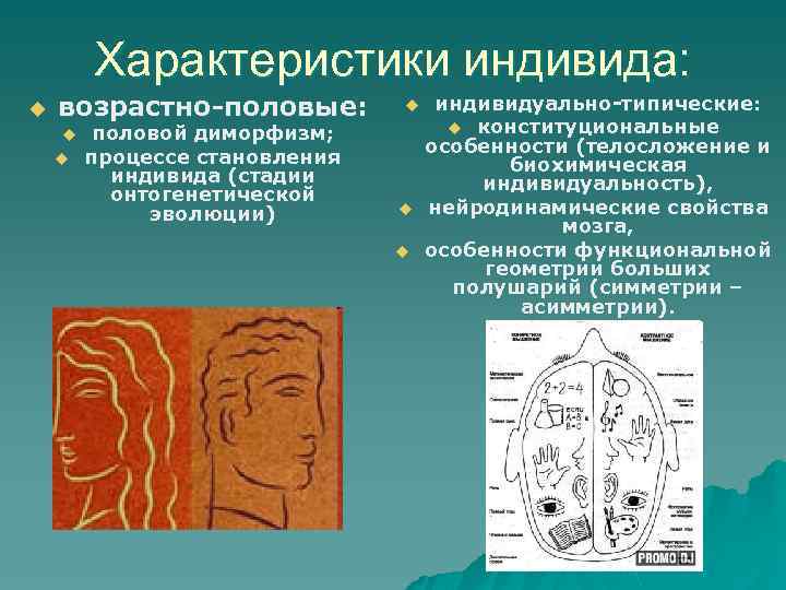 Характеристики индивида: u возрастно-половые: u u половой диморфизм; процессе становления индивида (стадии онтогенетической эволюции)