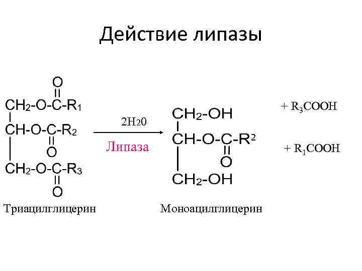 Действие липазы + R 3 COOH 2 Н 20 Липаза Триацилглицерин 2 Моноацилглицерин +
