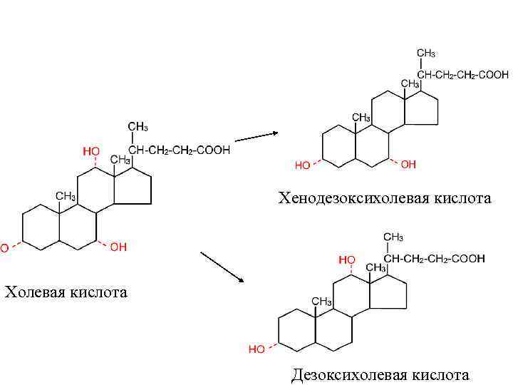 Хенодезоксихолевая кислота Холевая кислота Дезоксихолевая кислота 