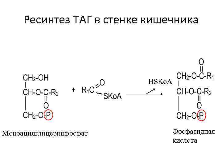 Схема образования фосфатидной кислоты содержащей остатки арахиновой и олеиновой кислот