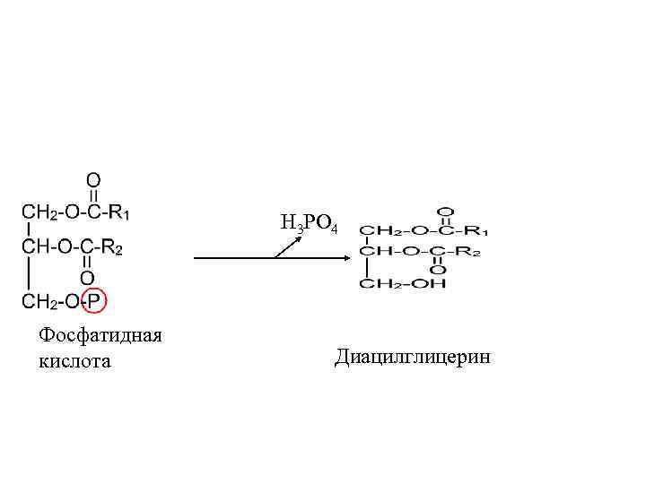 Схема образования фосфатидной кислоты содержащей остатки арахиновой и олеиновой кислот