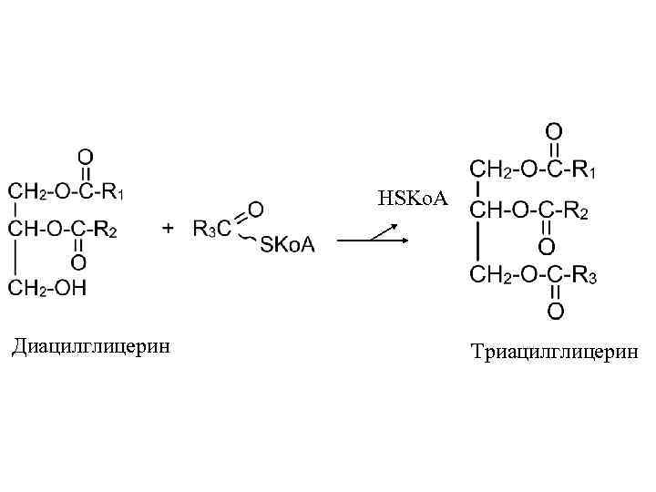HSKo. A Диацилглицерин Триацилглицерин 