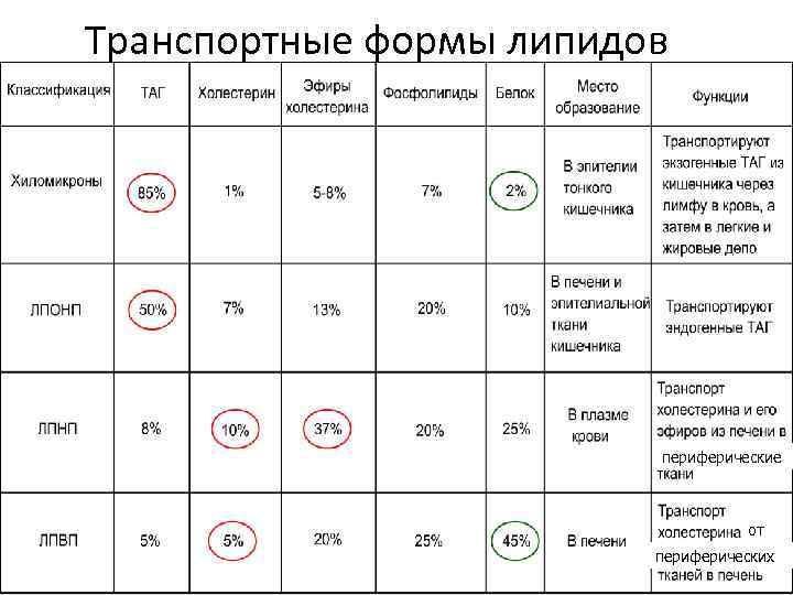 Транспортные формы липидов периферические от периферических 