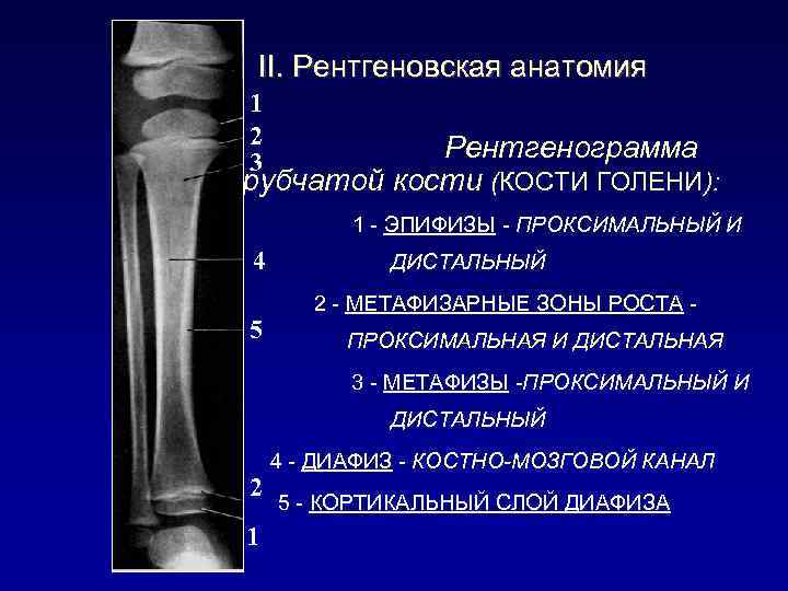 Диафиз большеберцовой кости где находится у человека фото