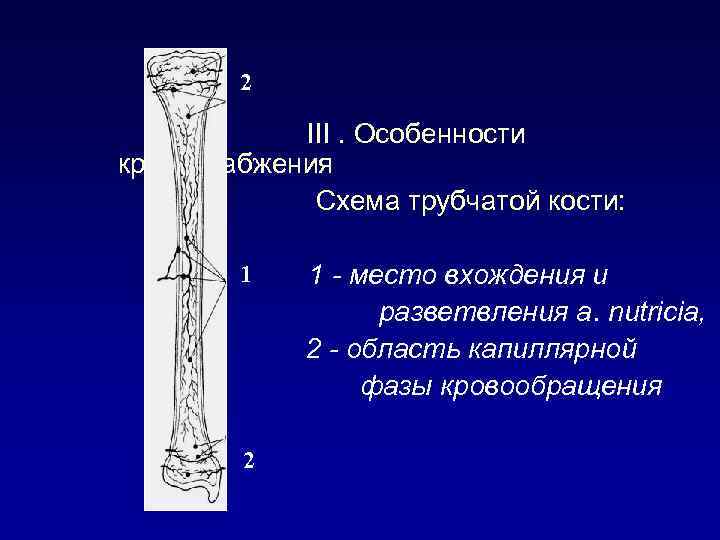 2 III. Особенности кровоснабжения Схема трубчатой кости: 1 2 1 - место вхождения и