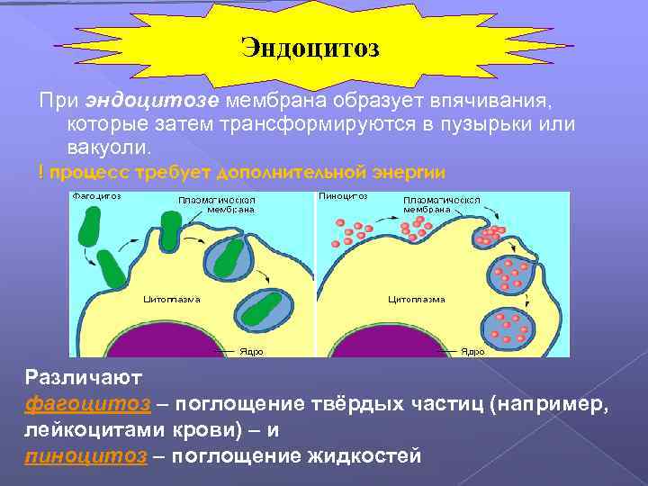 Эндоцитоз При эндоцитозе мембрана образует впячивания, которые затем трансформируются в пузырьки или вакуоли. !