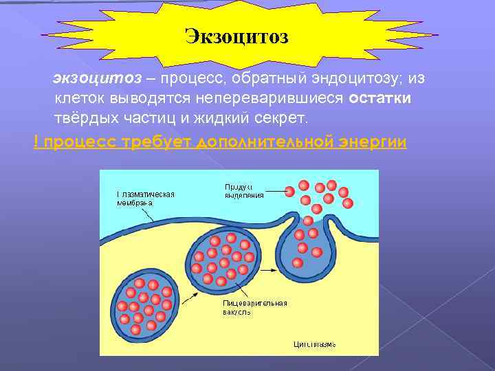 Экзоцитоз экзоцитоз – процесс, обратный эндоцитозу; из клеток выводятся непереварившиеся остатки твёрдых частиц и