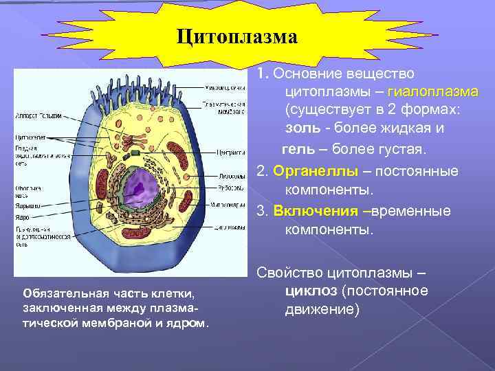 Цитоплазма 1. Основние вещество цитоплазмы – гиалоплазма (существует в 2 формах: золь - более