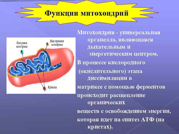 Функции митохондрий Митохондрия - универсальная органелла, являющаяся дыхательным и энергетическим центром. В процессе кислородного