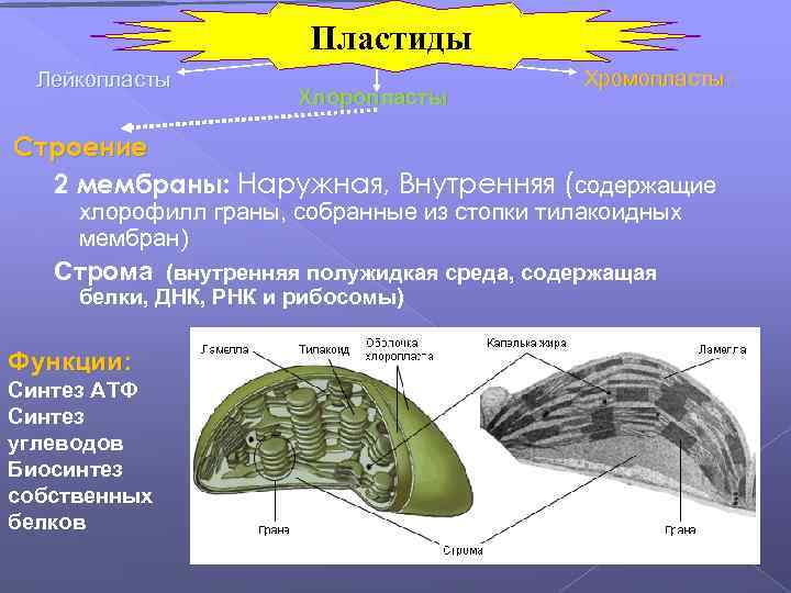 Пластиды Лейкопласты Хлоропласты Хромопласты Строение 2 мембраны: Наружная, Внутренняя (содержащие хлорофилл граны, собранные из