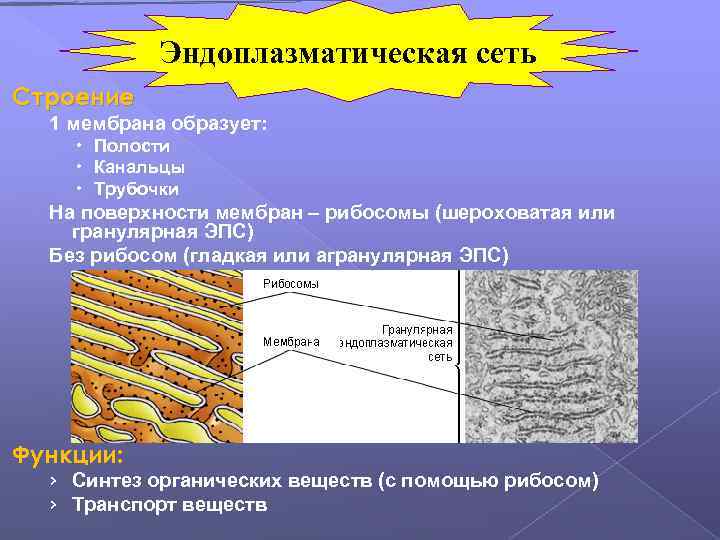 Эндоплазматическая сеть Строение 1 мембрана образует: Полости Канальцы Трубочки На поверхности мембран – рибосомы