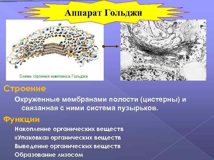 Аппарат Гольджи Строение Окруженные мембранами полости (цистерны) и связанная с ними система пузырьков. Функции