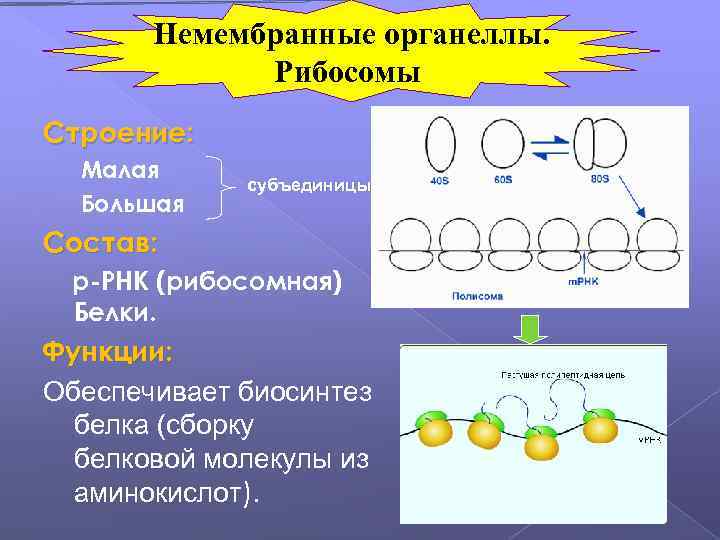 Немембранные органеллы. Рибосомы Строение: Малая Большая субъединицы Состав: р-РНК (рибосомная) Белки. Функции: Обеспечивает биосинтез